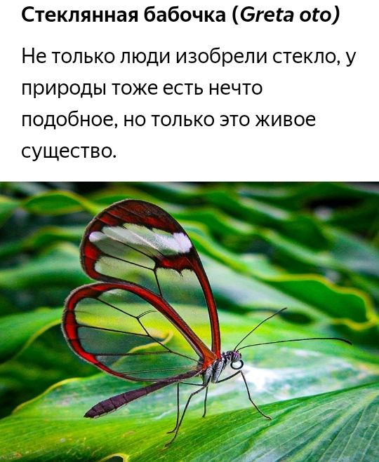 Стеклянная бабочка бгега ого Не только люди изобрели стекло у природы тоже есть нечто подобное но только это живое существо