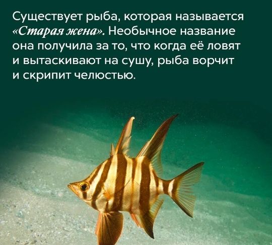 Существует рыба которая называется Стартсена Необычное название она получила за точто когда её ловят и вытаскивают на сушу рыба ворчит и скрипит челюстью