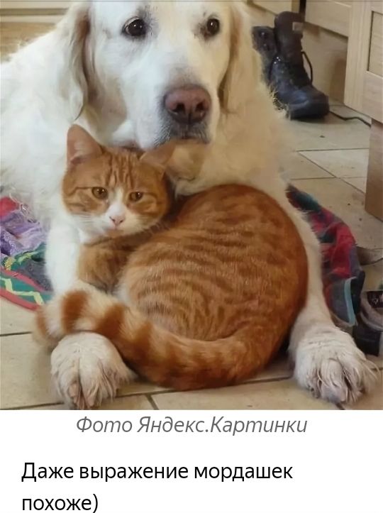 Фото ЯндексКарппнки Даже выражение мордашек похоже