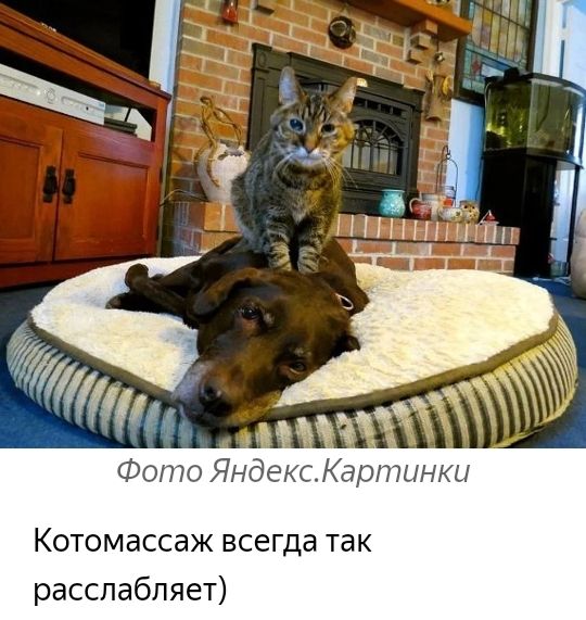 Фото Яндекс Картинки Котомассаж всегда так расслабляет