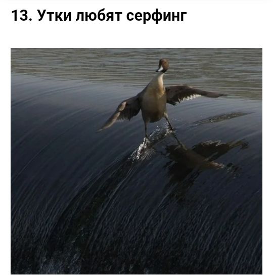 13 Утки любят серфинг