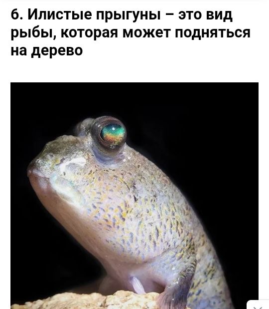 Илистые прыгуны это вид рыбы которая может подняться на дерево