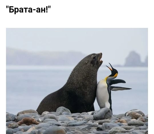 Брата ан