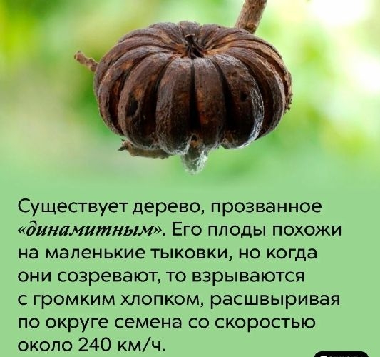 Существует дерево прозванное дИНЛМИтНЬЪИ Его плоды похожи на маленькие тыковки но когда они созревают то взрываются с громким хлопком расшвыривая по округе семена со скоростью около 240 кмч