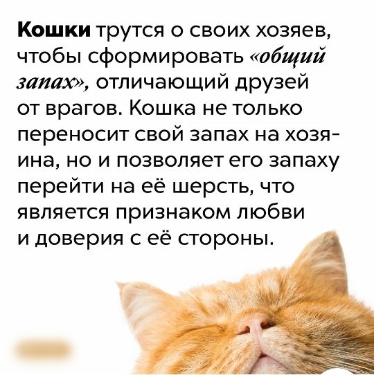 Кошки трутся о своих хозяев чтобы сформировать общий запах отличающий друзей от врагов Кошка не только переносит свой запах на хозя ина но и позволяет его запаху перейти на её шерсть что является признаком любви и доверия с её стороны
