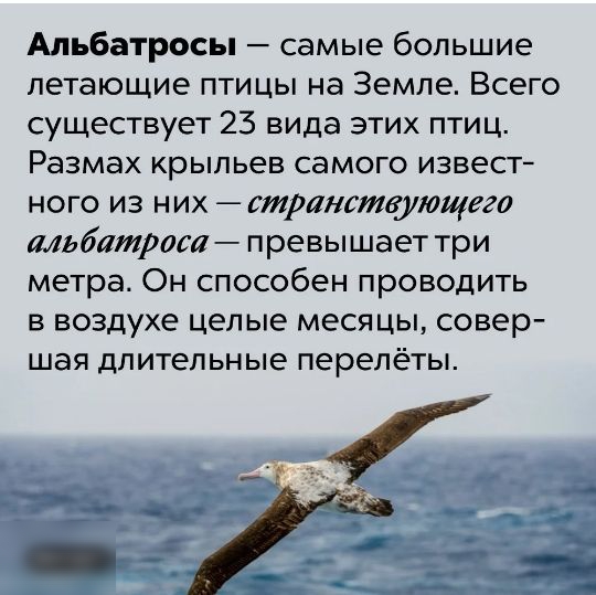 Альбатросы самые большие летающие птицы на Земле Всего существует 23 вида этих птиц Размах крыльев самого извест ного из них странствующего альбатроса превышает три метра Он способен проводить в воздухе целые месяцы совер шая длительные перелёты