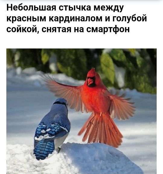 Небольшая стычка между красным кардиналом и голубой сойкой снятая на смартфон