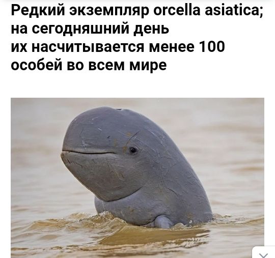 Редкий экземпляр огсеа азіатіса на сегодняшний день их насчитывается менее 100 особей во всем мире