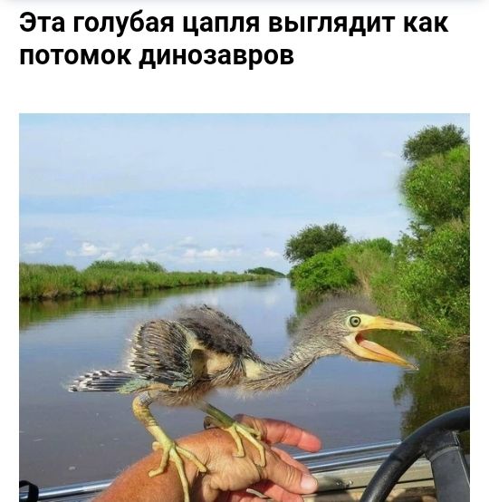 Эта голубая цапля выглядит как потомок динозавров