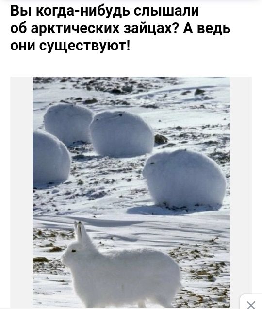 Вы когда нибудь слышали об арктических зайцах А ведь они существуют
