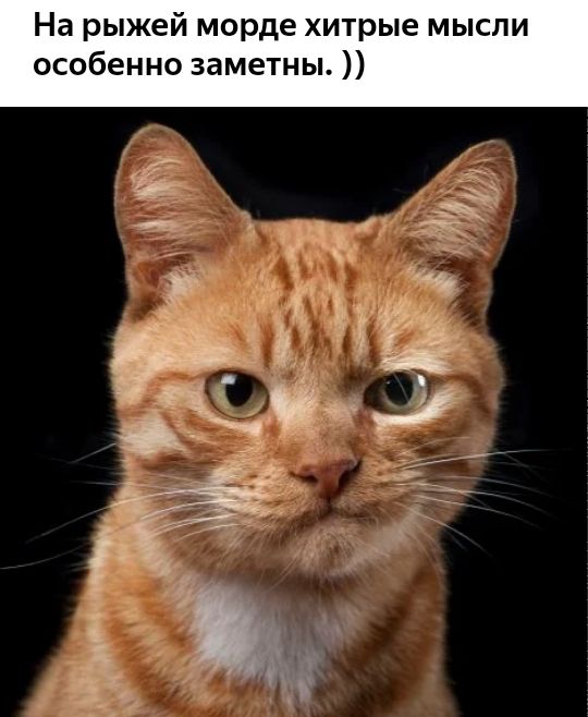 На рыжей морде хитрые мысли особенно заметны к 4 а 3 ёд Я Р