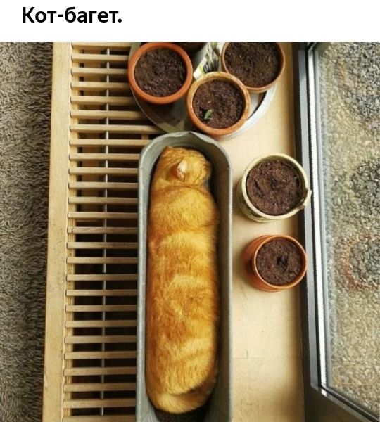 Кот багет