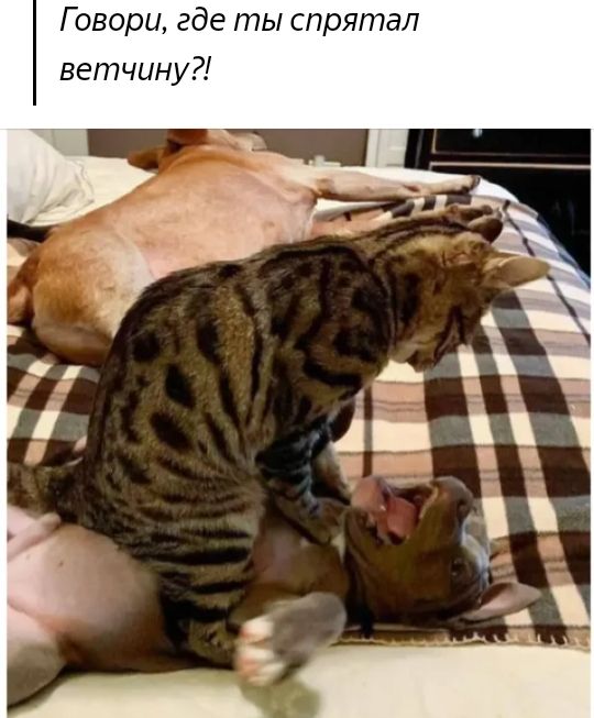 Говори где ты спрятал ветчину