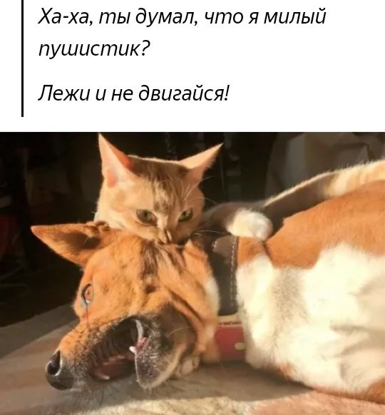 Ха ха ты думал что я милый пушистик Лежи и не двигайся