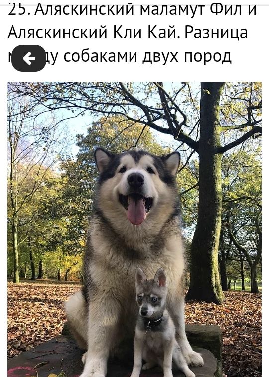 15Аляскинскии маламут Фил и Аляскинский Кли Кай Разница г1у собаками двух пород