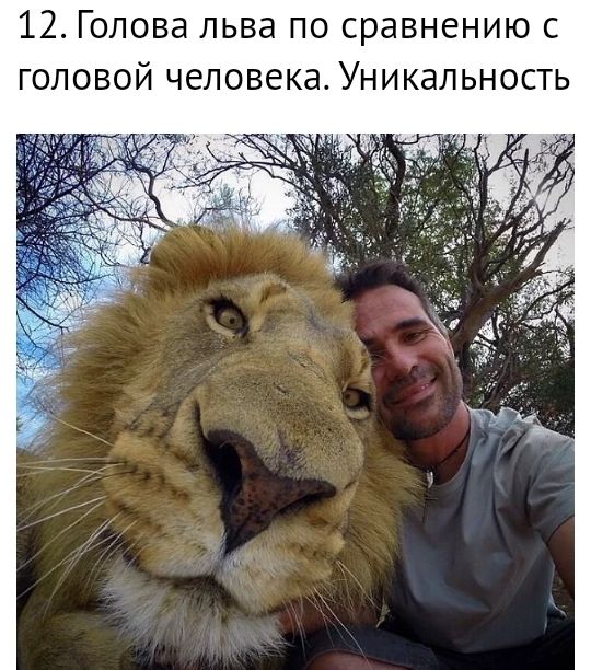 12 Голова льва по сравнению с головой человекаУникальность