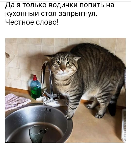 Да я только водички попить на кухонный стоп запрыгнул Честное слово