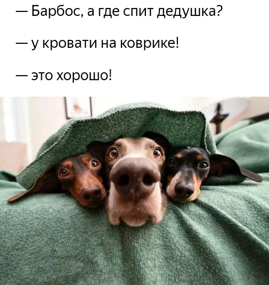 Барбос а где спит дедушка у кровати на коврике это хорошо