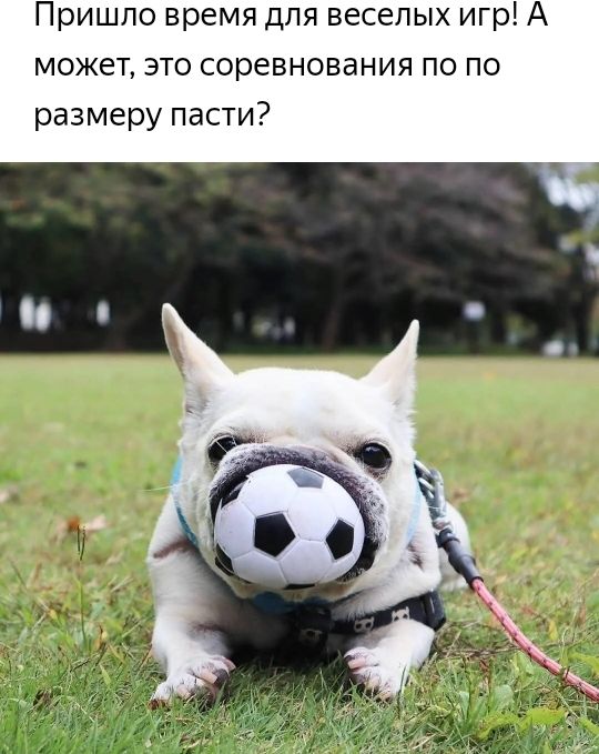 Пришло время для веселых игр А может это соревнования по по размеру пасти