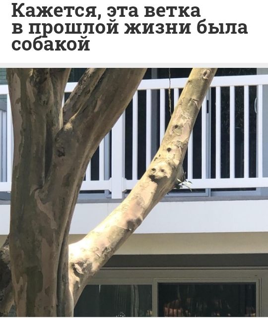 Кажется сэта ветка в прошлом жизни была собакои