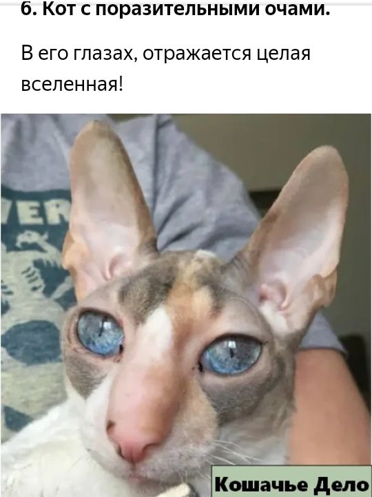 б КОТ С ПОРЗЗИТЕЛЬНЫМИ ОЧЗМИ В его глазах отражается целая вселенная _