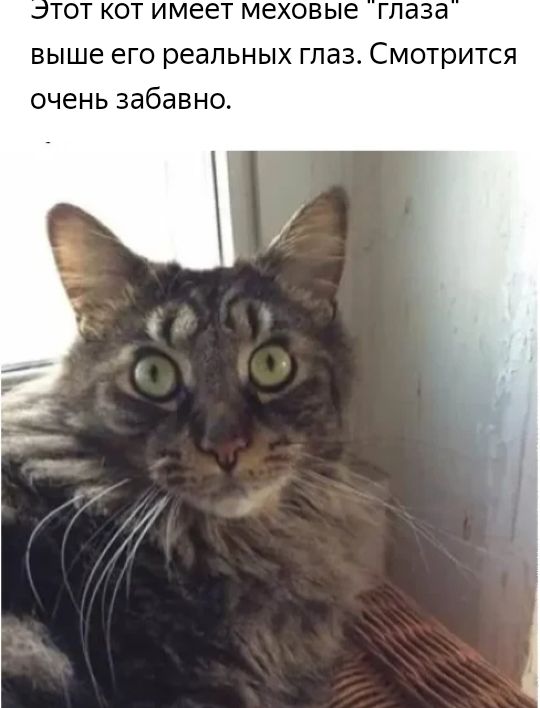 тот кот имеет меховые глаза выше его реальных глаз Смотрится очень забавно