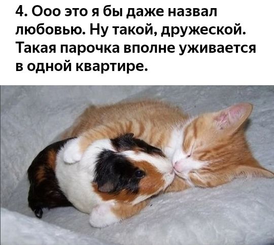 4 000 это я бы даже назвал любовью Ну такой дружеской Такая парочка вполне уживается в одной квартире