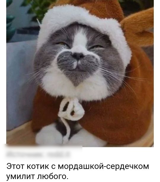 Этот котик с мордашкой сердечком умипит любогот