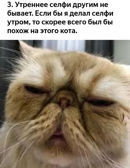 3 Утреннее селфи другим не бывает Если бы я делал селфи утром то скорее всего был бы похож на этого кота