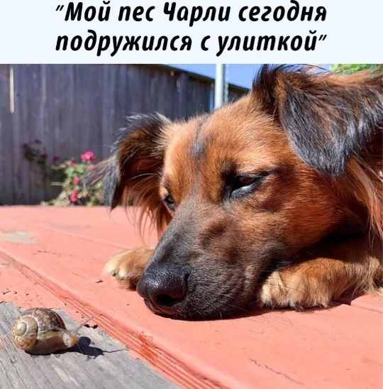Мой пес Чарли сегодня подружился улиткой