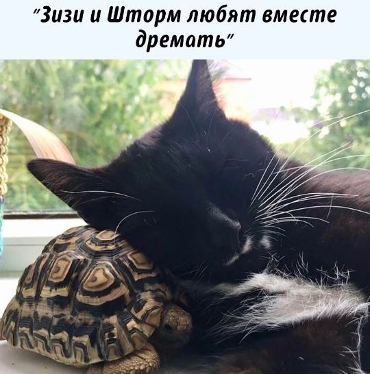 Зизи и Шторм любят вместе дрематЬ