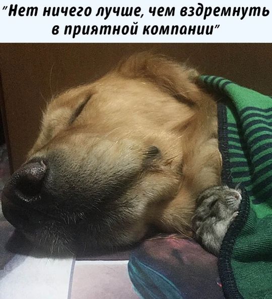 Нет ничего лучше чем вздремнуть в приятной компании