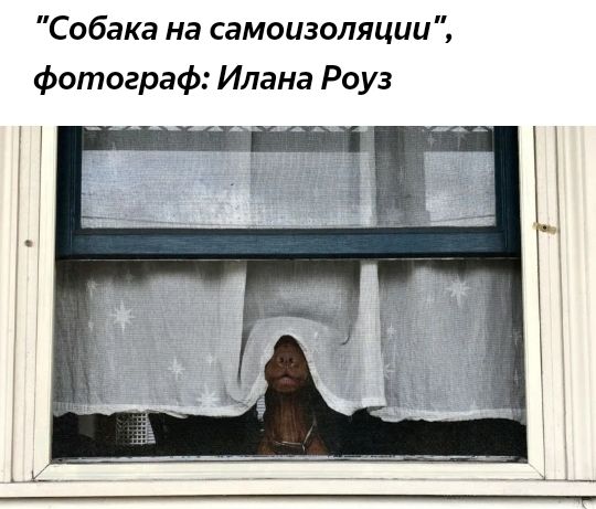 Собака на самоизоляции фотограф Илана Роуз