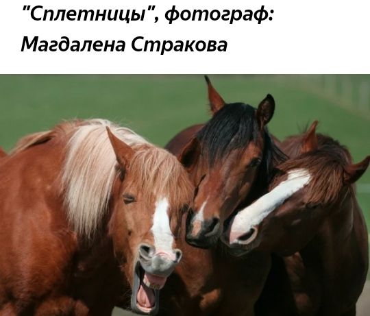 Сплетницы фотограф Магдалена Стракова