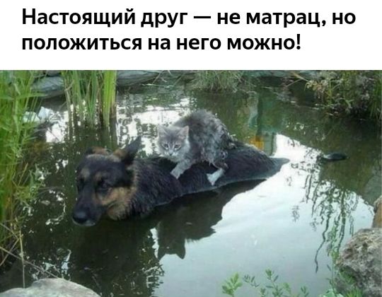 Настоящий друг не матрац но положиться на него можно