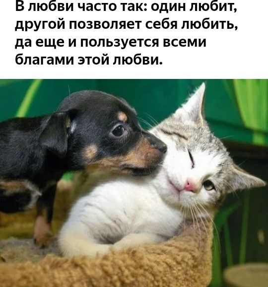 лю ви часто так один лю ит другой позволяет себя любить да еще и пользуется всеми благами этой любви
