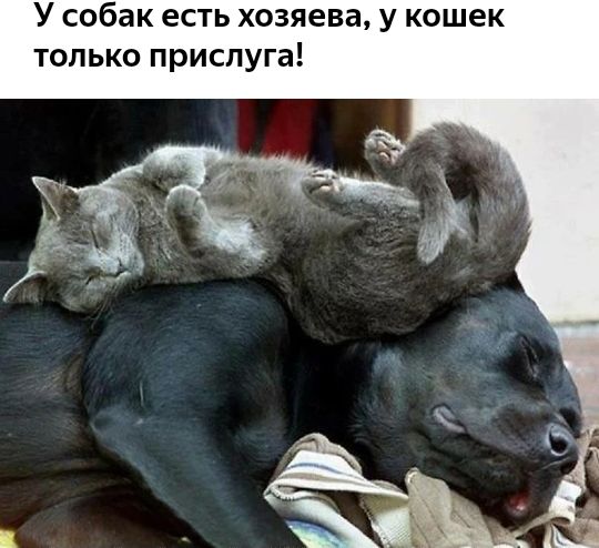 У собак есть хозяева у кошек только прислуга