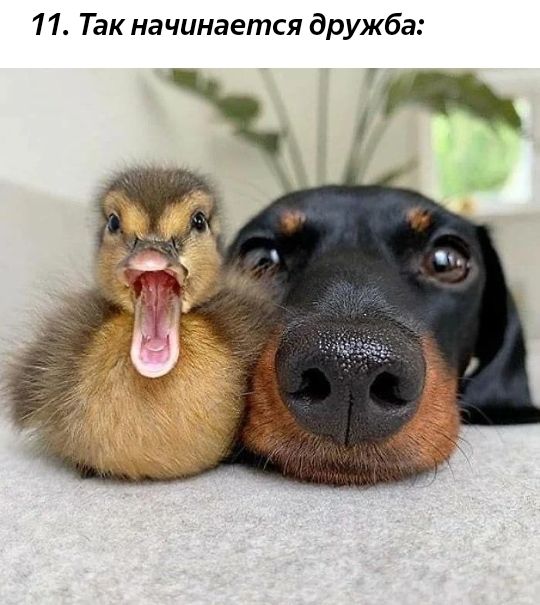 1 1 Так начинается дружба