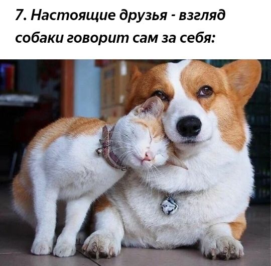 7 Настоящие друзья взгляд собаки говорит сам за себя