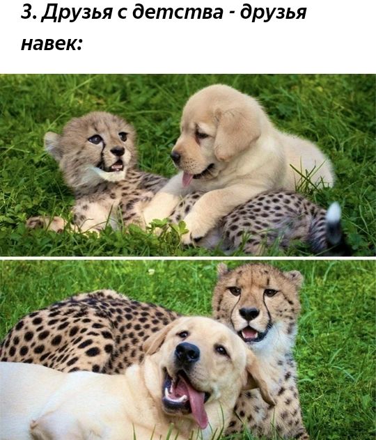 3 Друзья с детства друзья