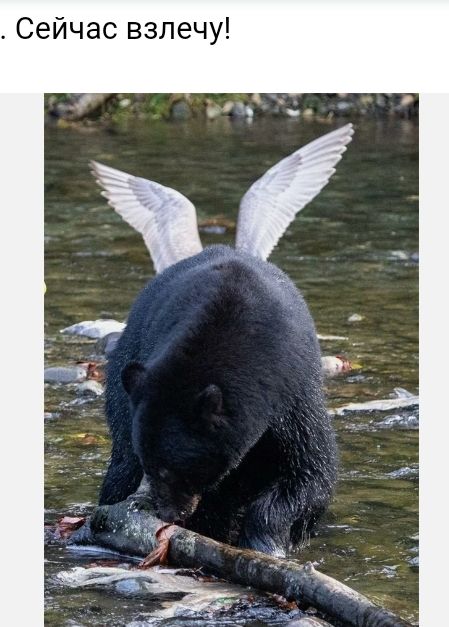 Сейчас взлечу