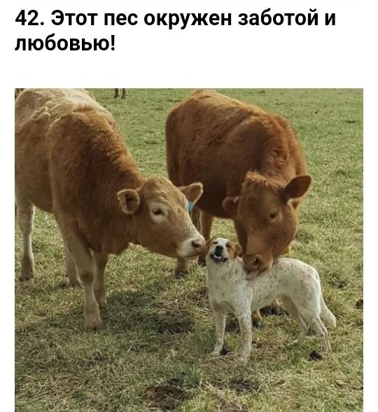 42 Этот пес окружен заботой и любовью