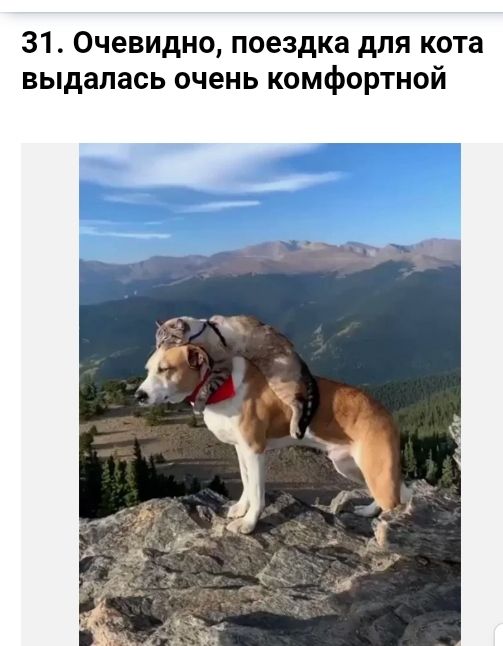 31 Очевидно поездка дпя кота выдалась очень комфортной