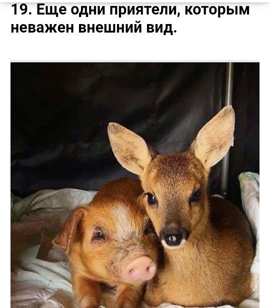 19 Еще одни приятели которым неважен внешний вид
