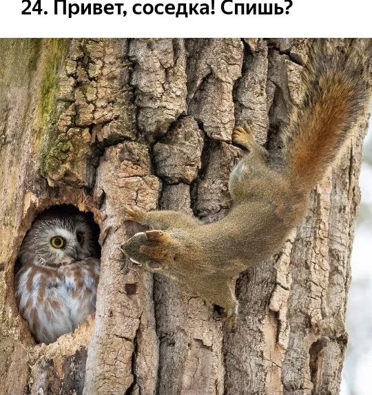а К д е с О с ривеъ