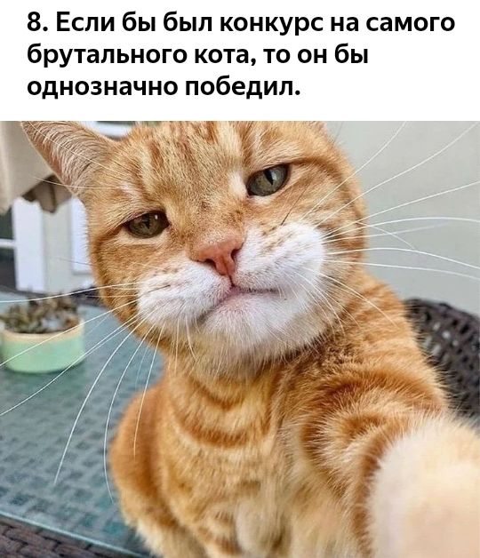8 Если бы был конкурс на самого брутального кота то он бы однозначно победил