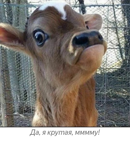 Да я крутая ммм