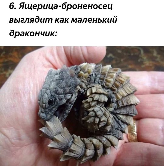 б Ящерица броненосец выглядит как маленький дракончик