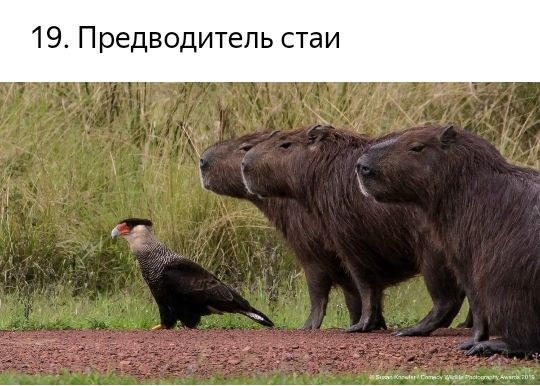 П редводитель стаи