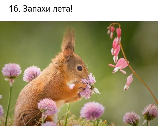 16 Запахи лета
